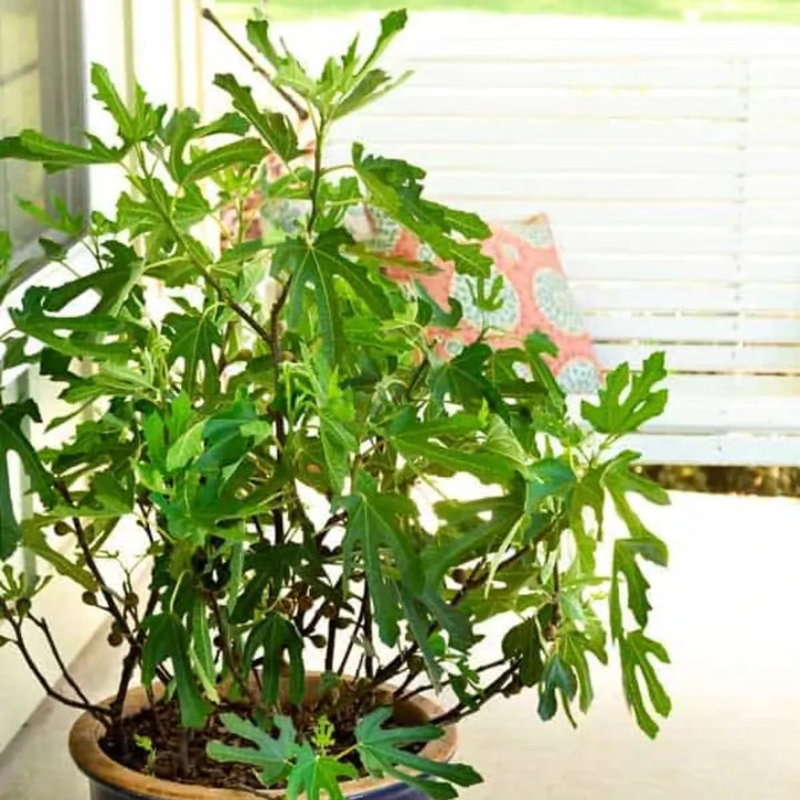 Little Miss Figgy Dwarf Fig with compact foliage and purple fruit
