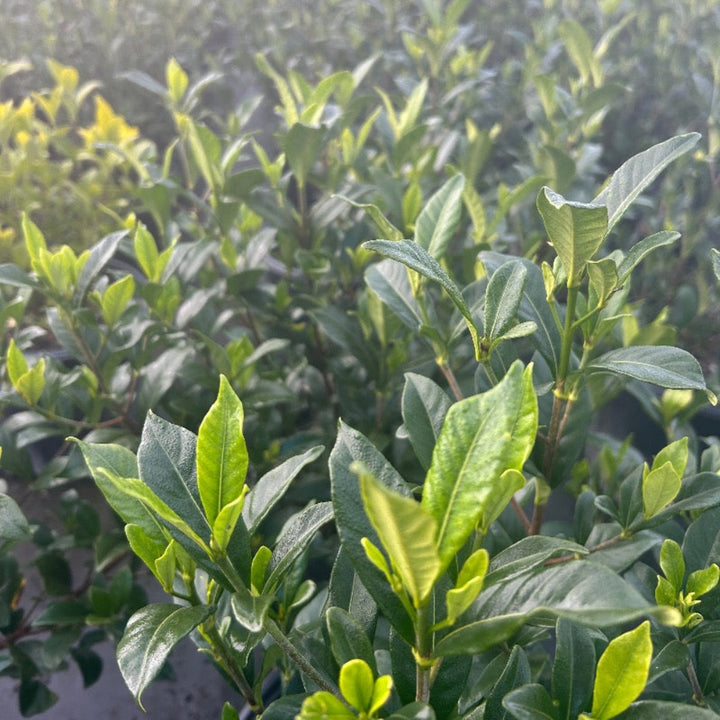 August Beauty Gardenia with large fragrant double white flowers