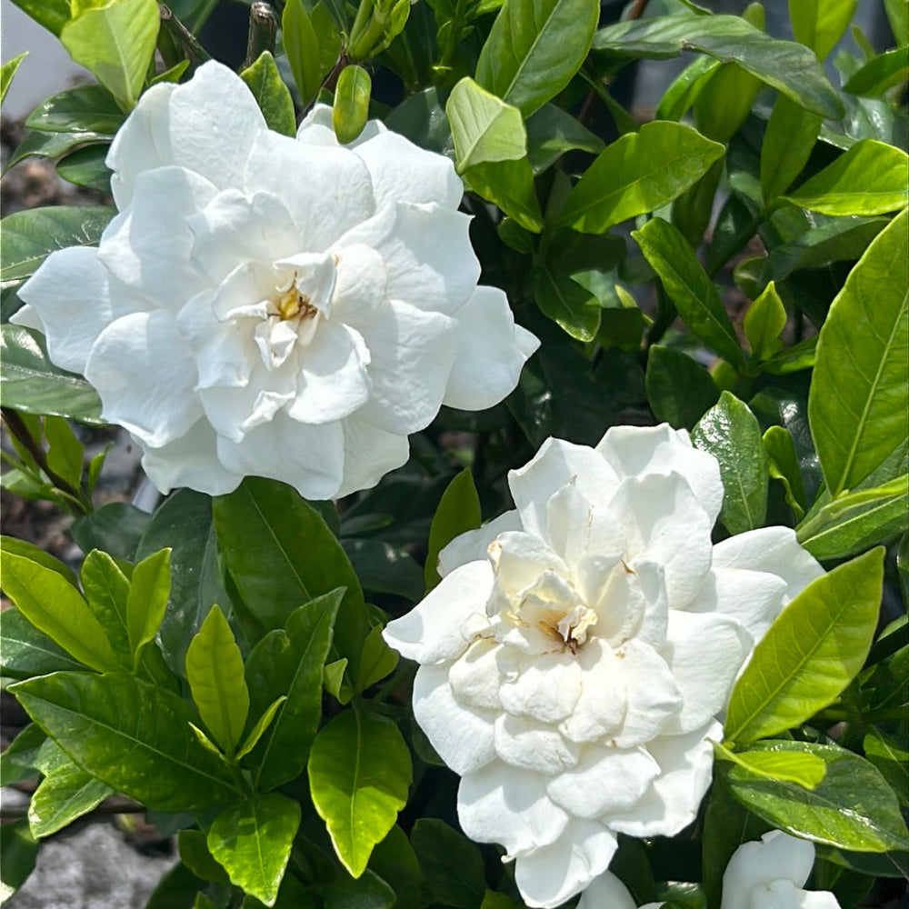 August Beauty Gardenia with large fragrant double white flowers