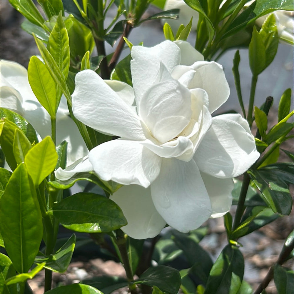 August Beauty Gardenia with large fragrant double white flowers