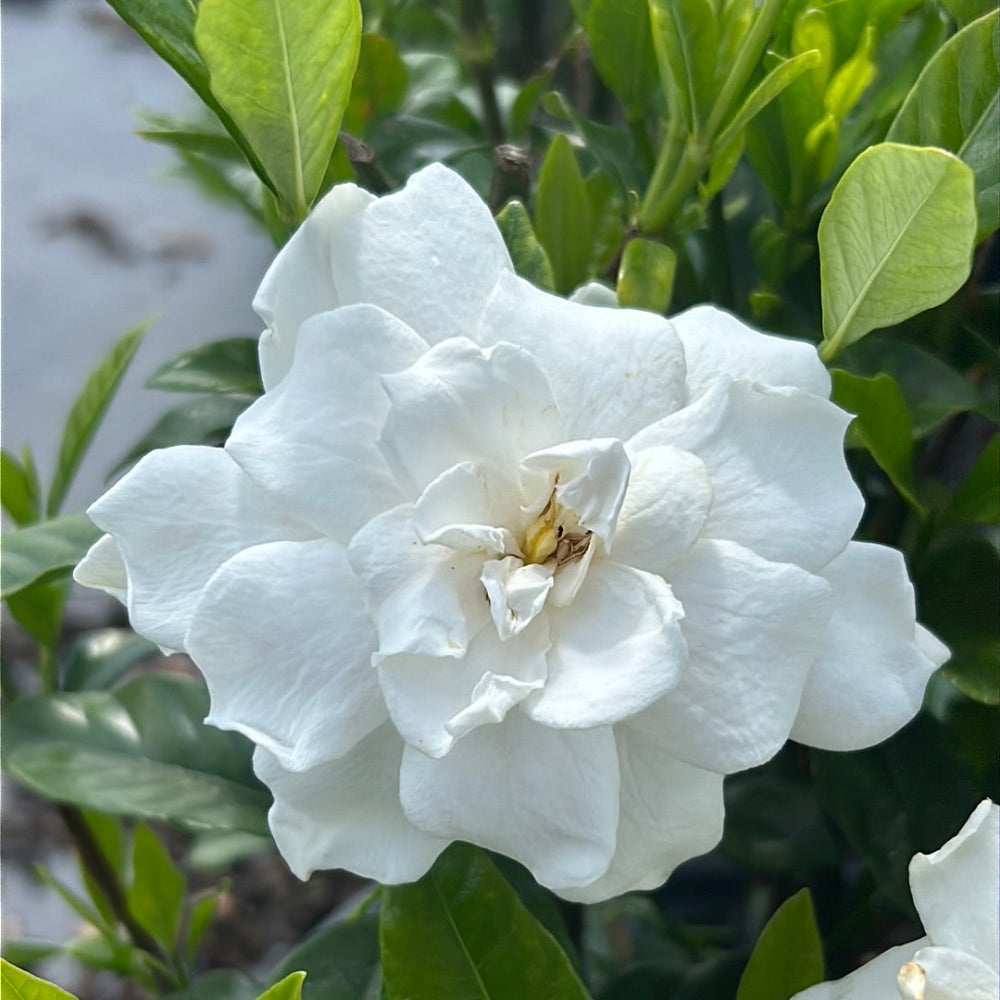 August Beauty Gardenia with large fragrant double white flowers