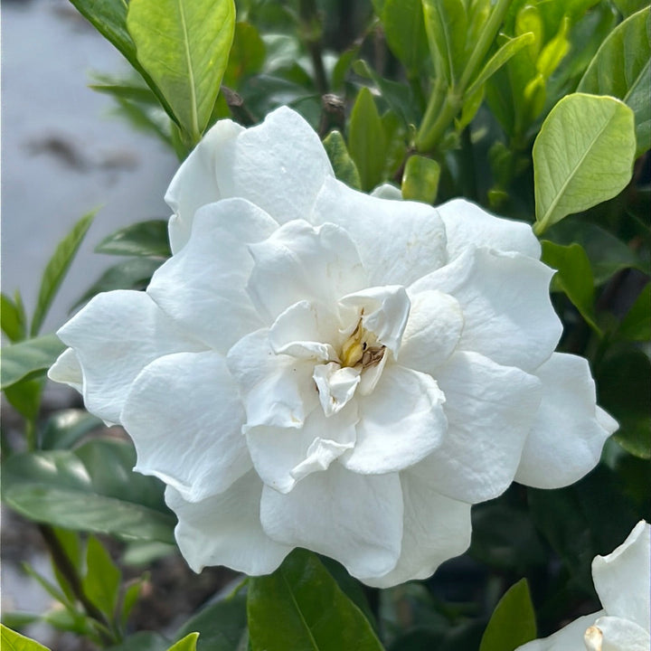 August Beauty Gardenia with large fragrant double white flowers