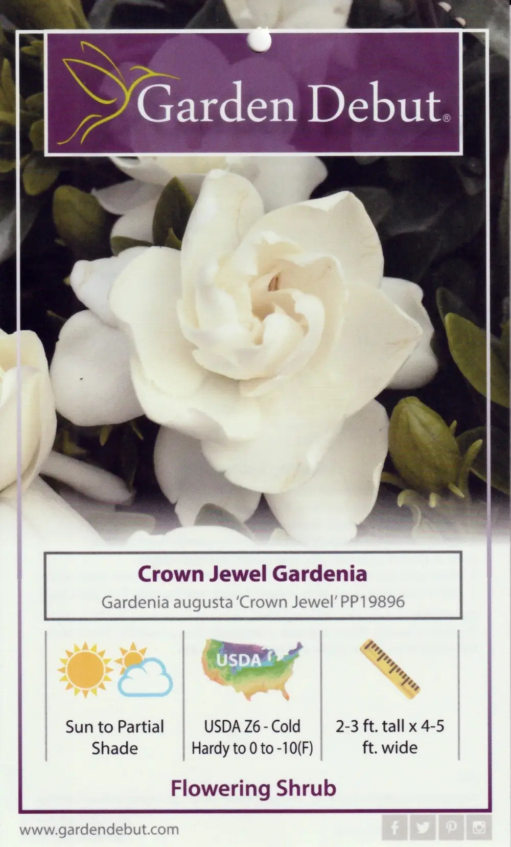 Crown Jewel Gardenia with fragrant double white flowers and spreading foliage