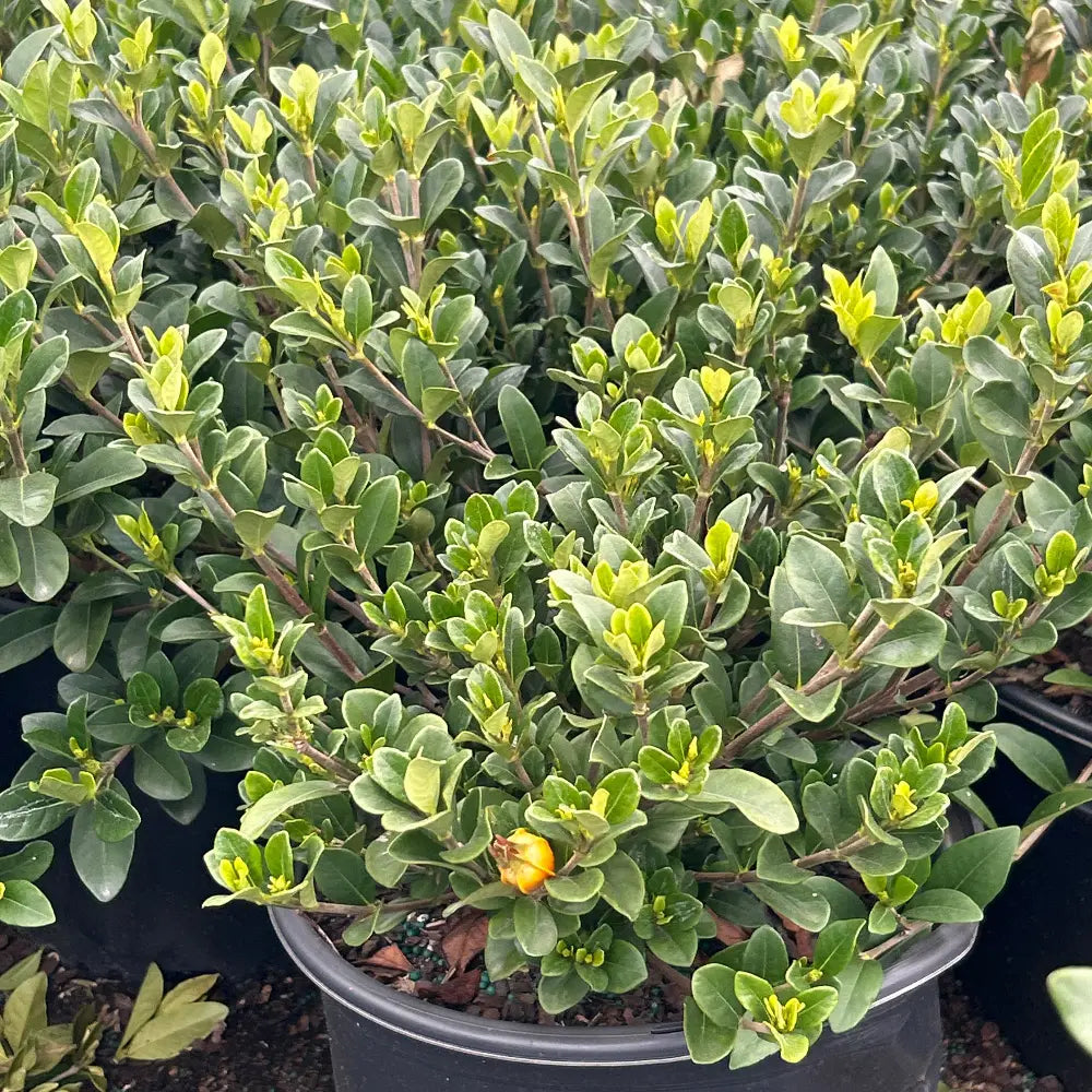 Crown Jewel Gardenia with fragrant double white flowers and spreading foliage