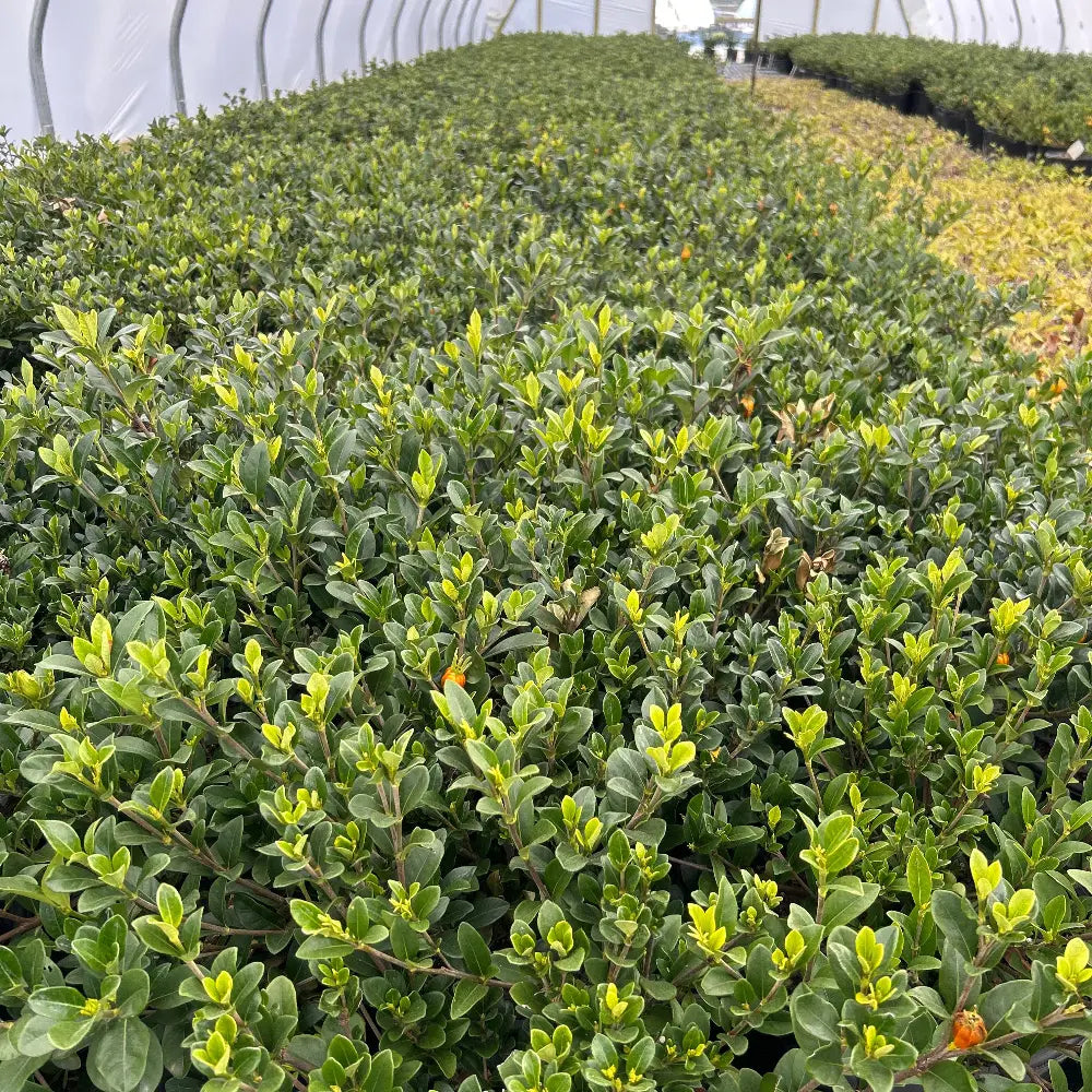Crown Jewel Gardenia with fragrant double white flowers and spreading foliage