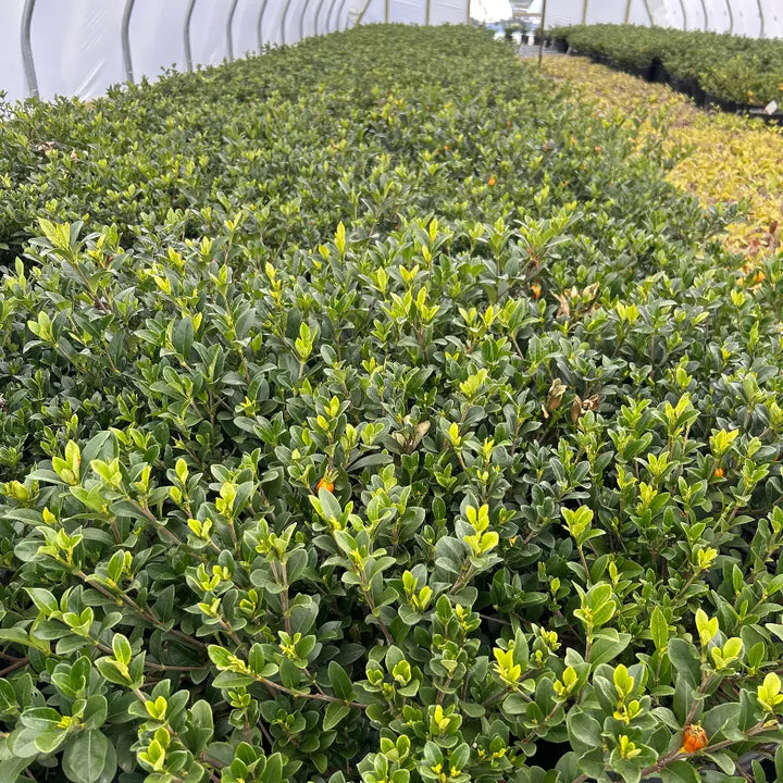 Crown Jewel Gardenia with fragrant double white flowers and spreading foliage