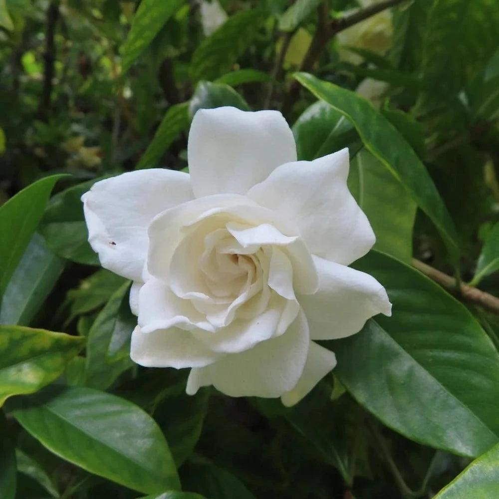 Crown Jewel Gardenia with fragrant double white flowers and spreading foliage