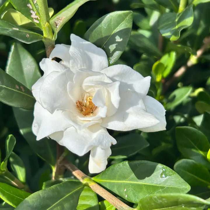 Double Mint Gardenia with fragrant double creamy white flowers