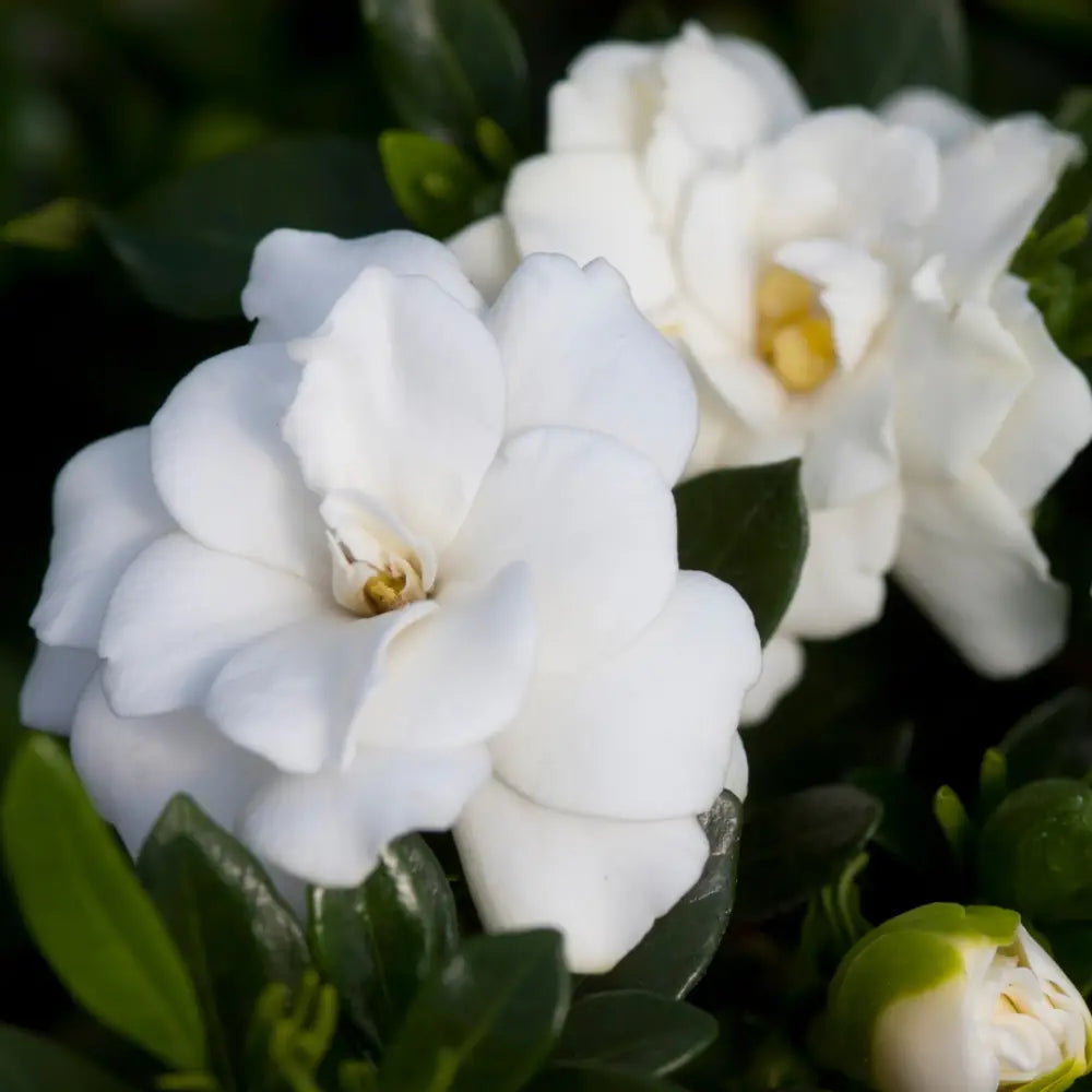 Double Mint Gardenia with fragrant double creamy white flowers