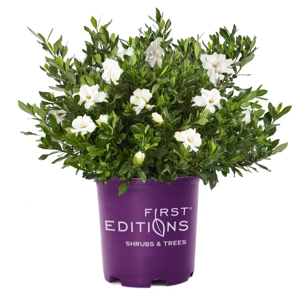 Double Mint Gardenia with fragrant double creamy white flowers