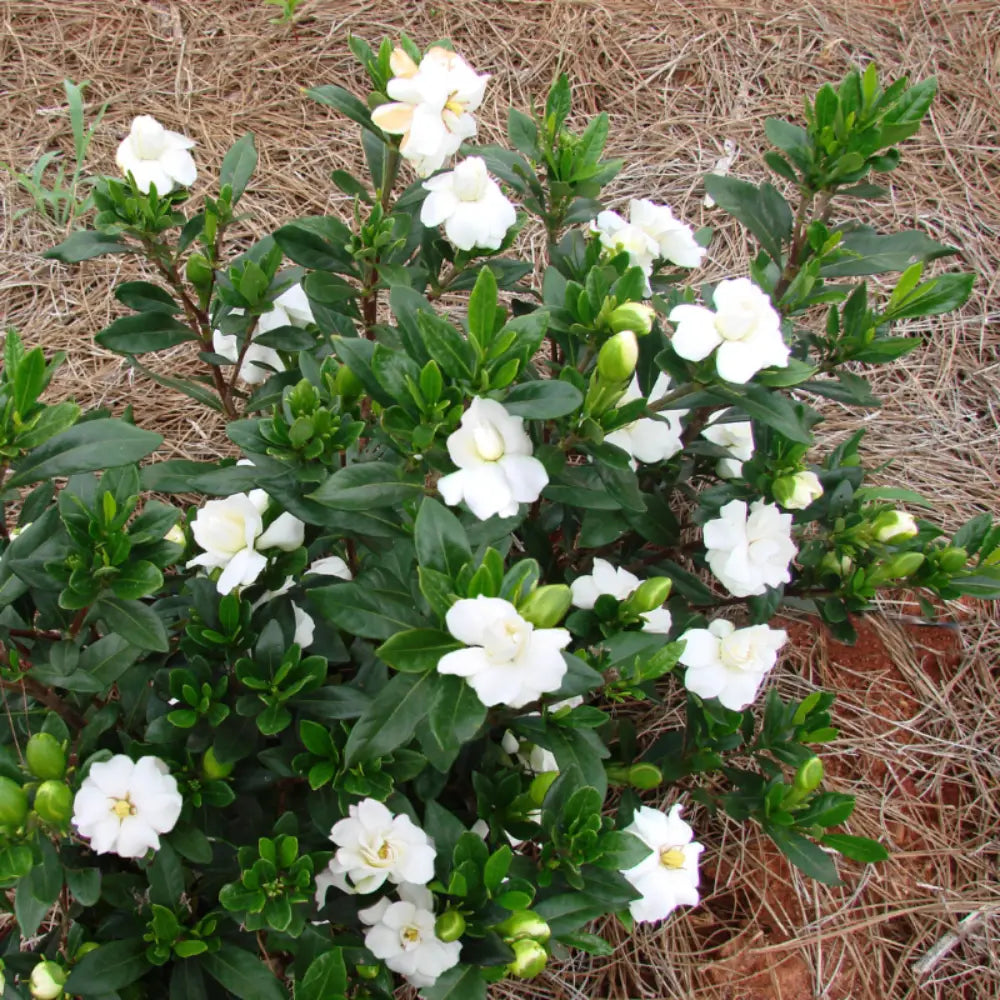 Double Mint Gardenia with fragrant double creamy white flowers