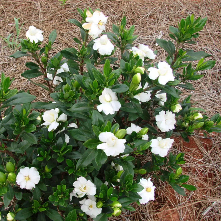 Double Mint Gardenia with fragrant double creamy white flowers