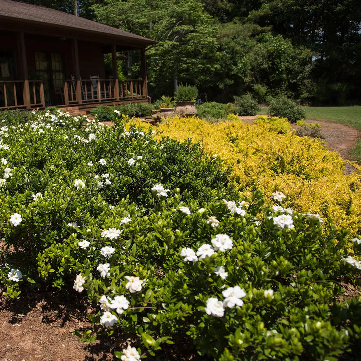 Double Mint Gardenia with fragrant double creamy white flowers