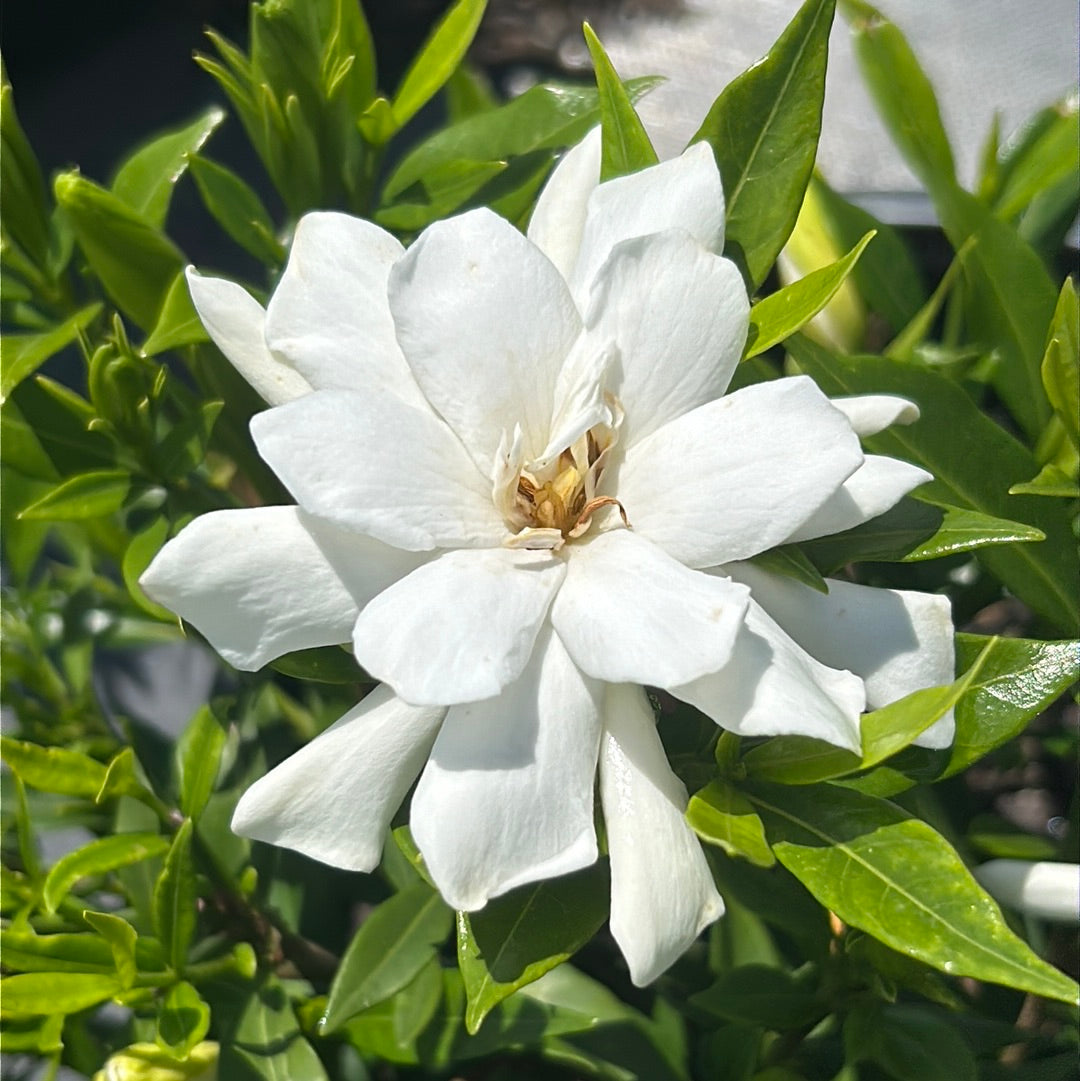 Frostproof Gardenia with fragrant white flowers and glossy green leaves