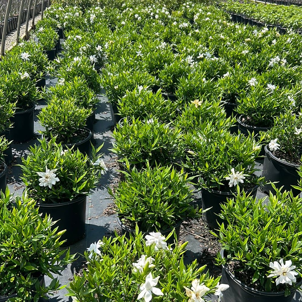 Frostproof Gardenia with fragrant white flowers and glossy green leaves