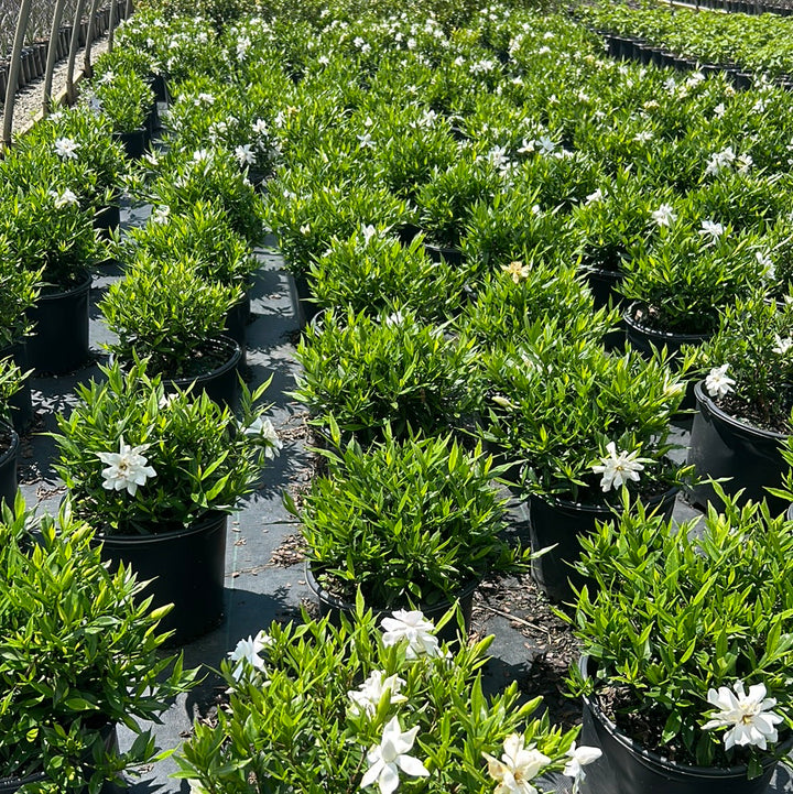 Frostproof Gardenia with fragrant white flowers and glossy green leaves