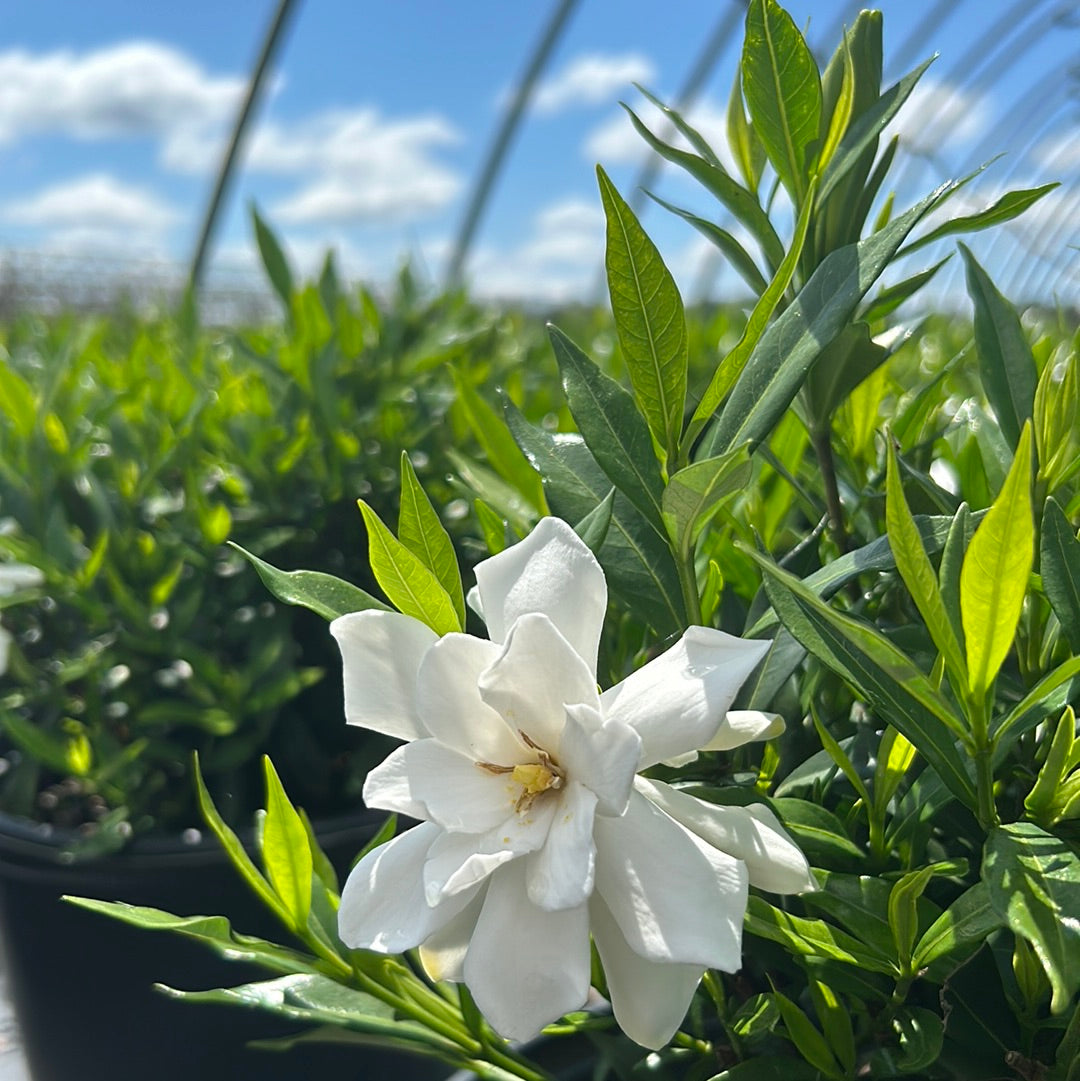 Frostproof Gardenia with fragrant white flowers and glossy green leaves