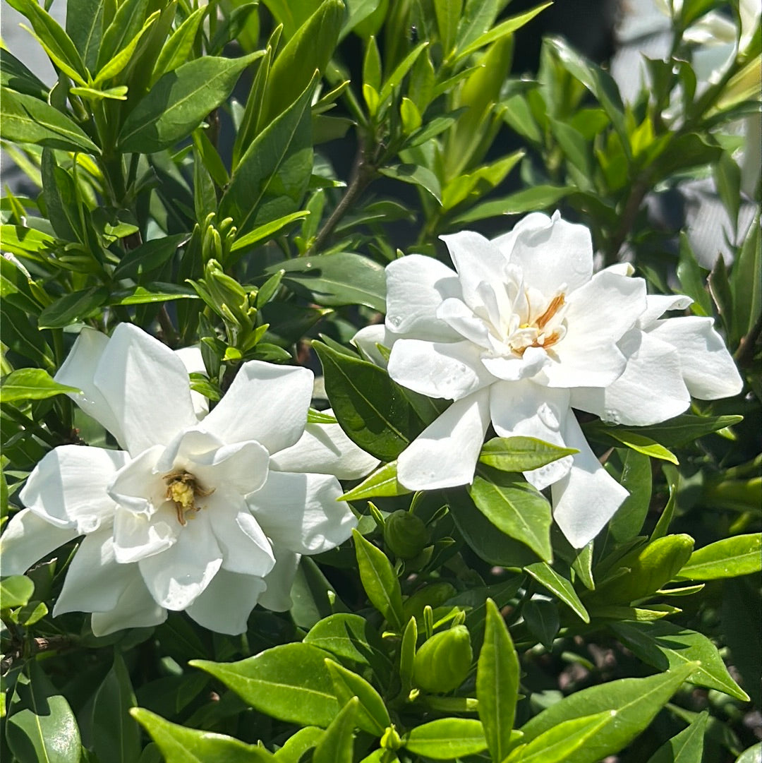 Frostproof Gardenia with fragrant white flowers and glossy green leaves