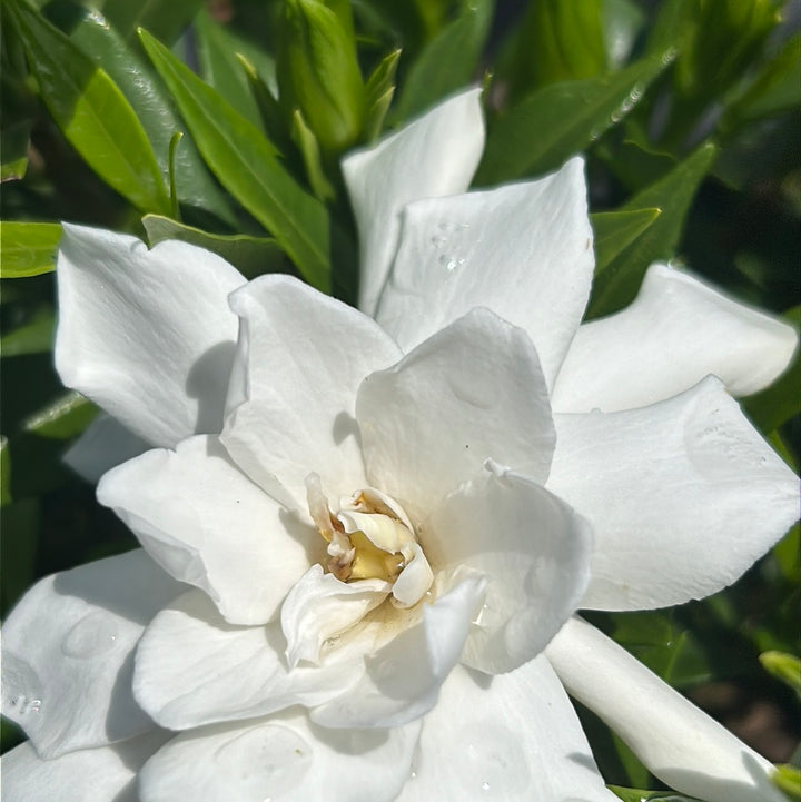 Frostproof Gardenia with fragrant white flowers and glossy green leaves