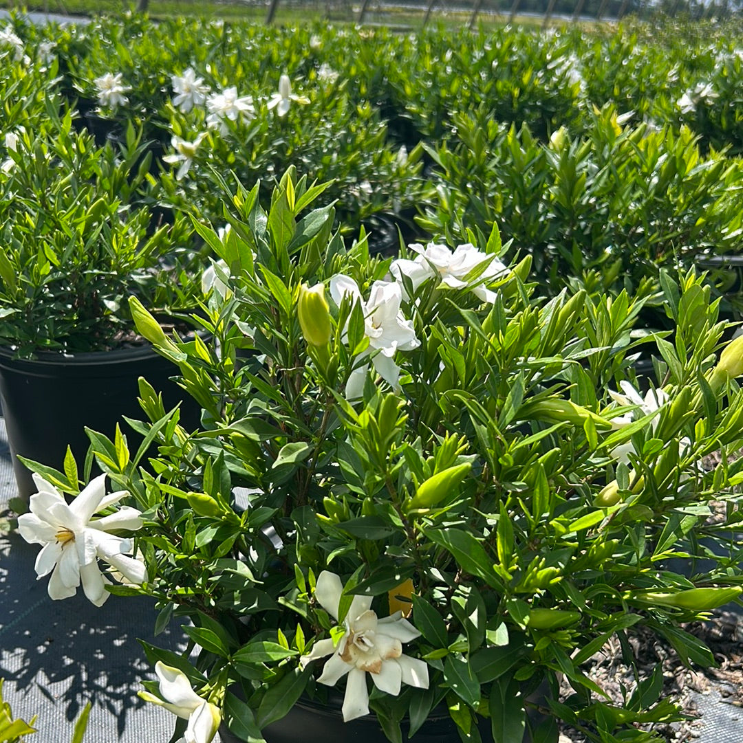 Frostproof Gardenia with fragrant white flowers and glossy green leaves