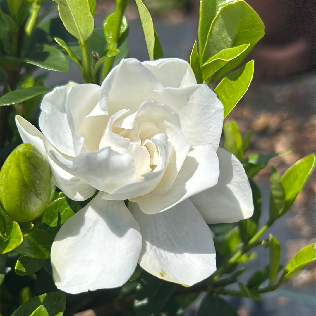 Jubilation Gardenia with fragrant double white flowers and glossy foliage