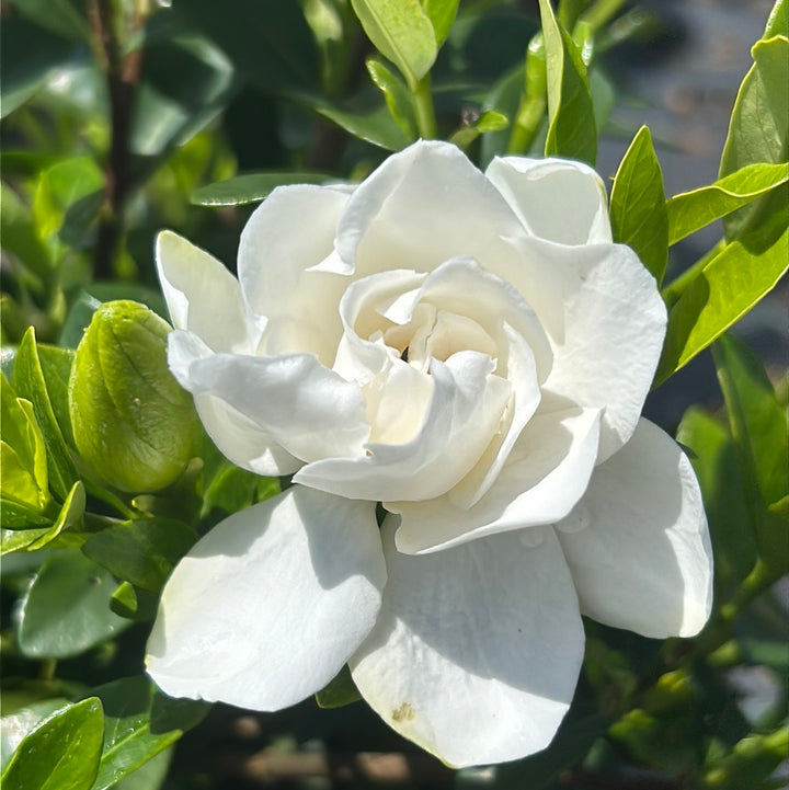 Jubilation Gardenia with fragrant double white flowers and glossy foliage