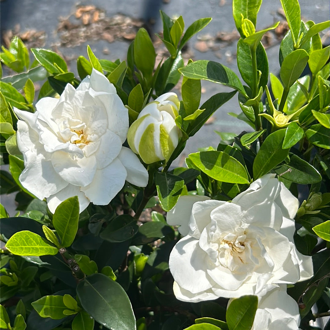 Jubilation Gardenia with fragrant double white flowers and glossy foliage