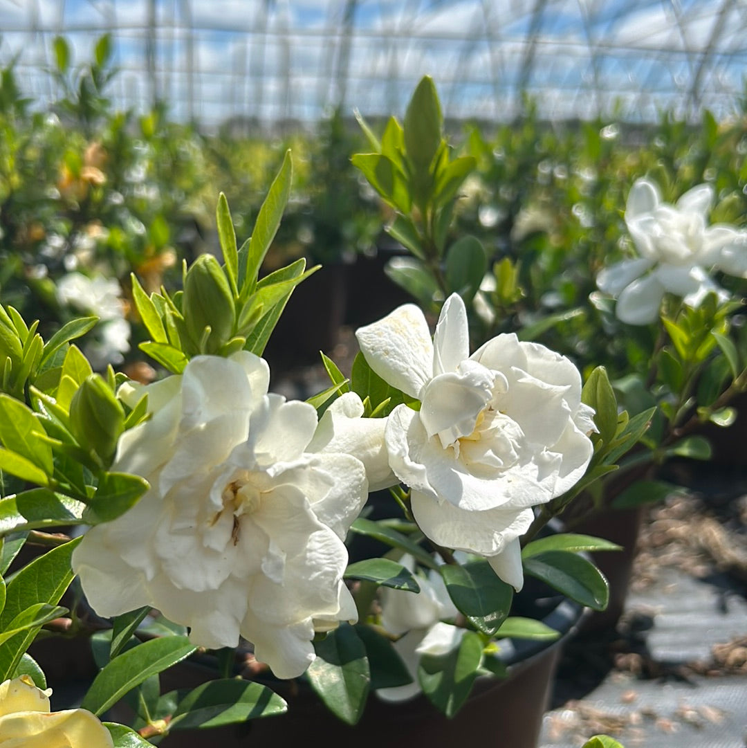 Jubilation Gardenia with fragrant double white flowers and glossy foliage