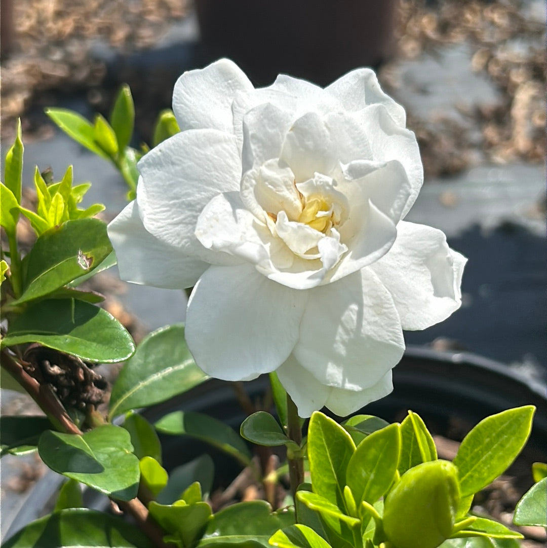Jubilation Gardenia with fragrant double white flowers and glossy foliage