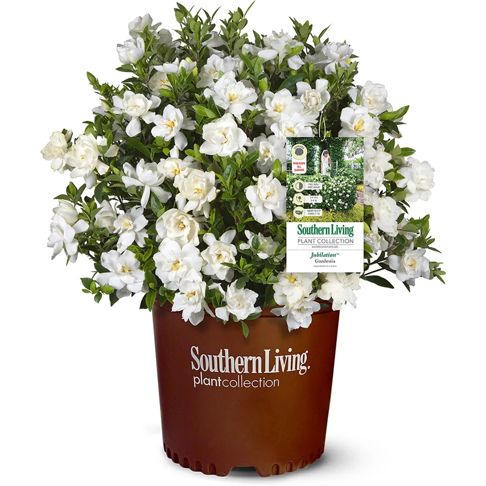 Jubilation Gardenia with fragrant double white flowers and glossy foliage