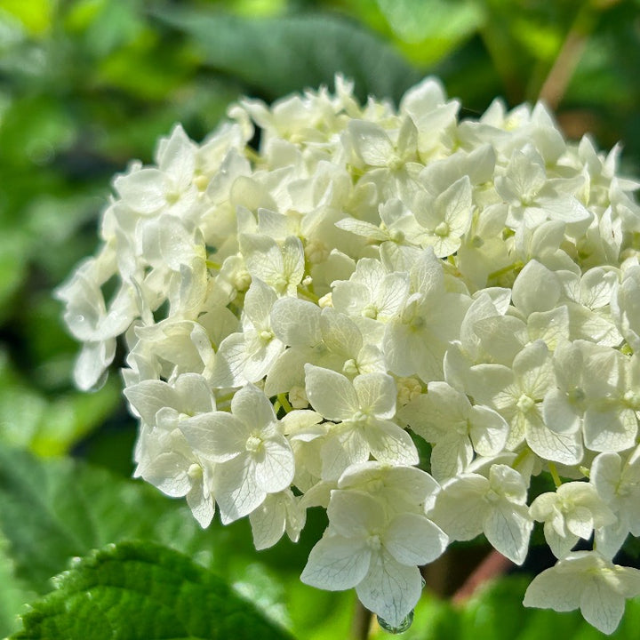 FlowerFull Hydrangea with white flower clusters on sturdy stems