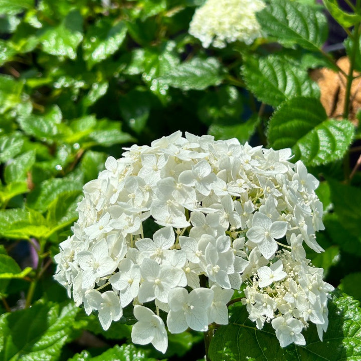 FlowerFull Hydrangea with white flower clusters on sturdy stems