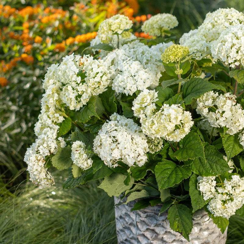 FlowerFull Hydrangea with white flower clusters on sturdy stems