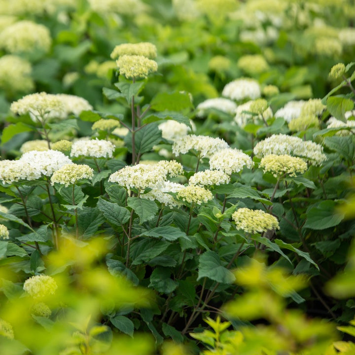 FlowerFull Hydrangea with white flower clusters on sturdy stems