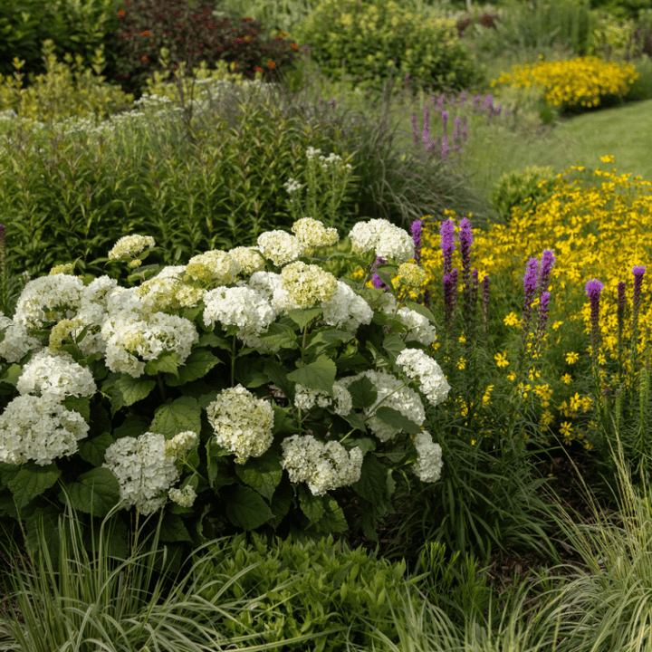 FlowerFull Hydrangea with white flower clusters on sturdy stems