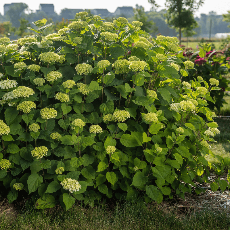 FlowerFull Hydrangea with white flower clusters on sturdy stems