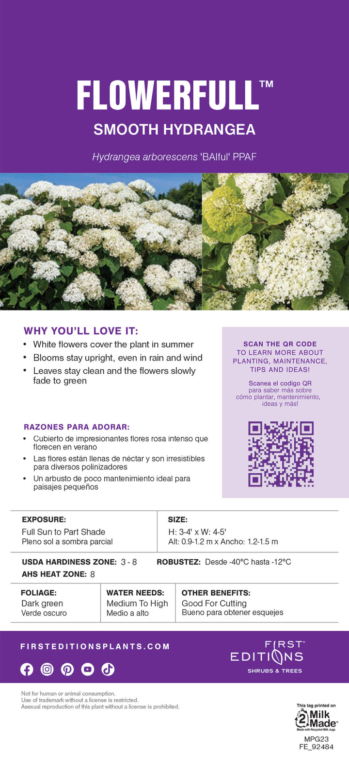 FlowerFull Hydrangea with white flower clusters on sturdy stems