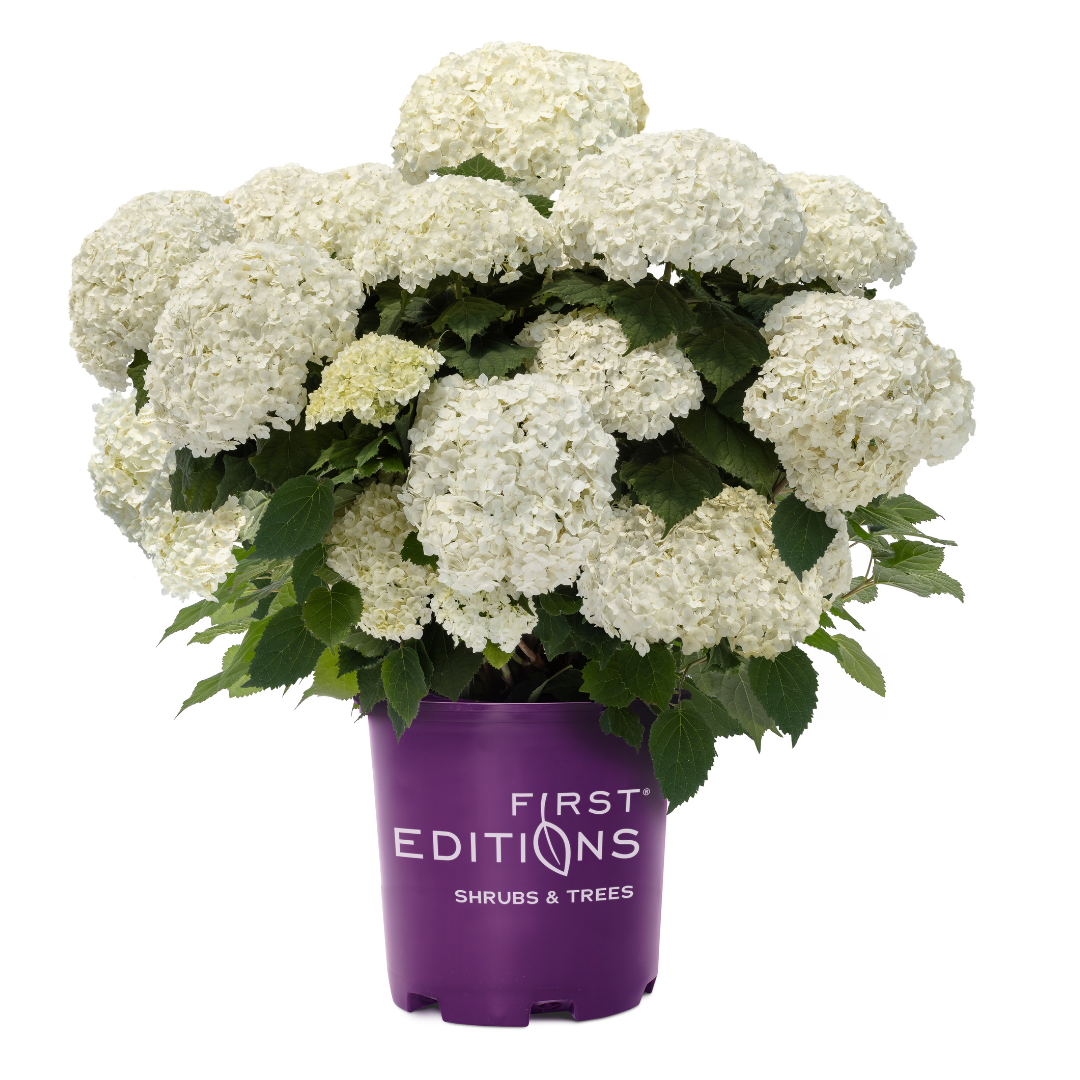 Hydrangeas | GoBuyPlants