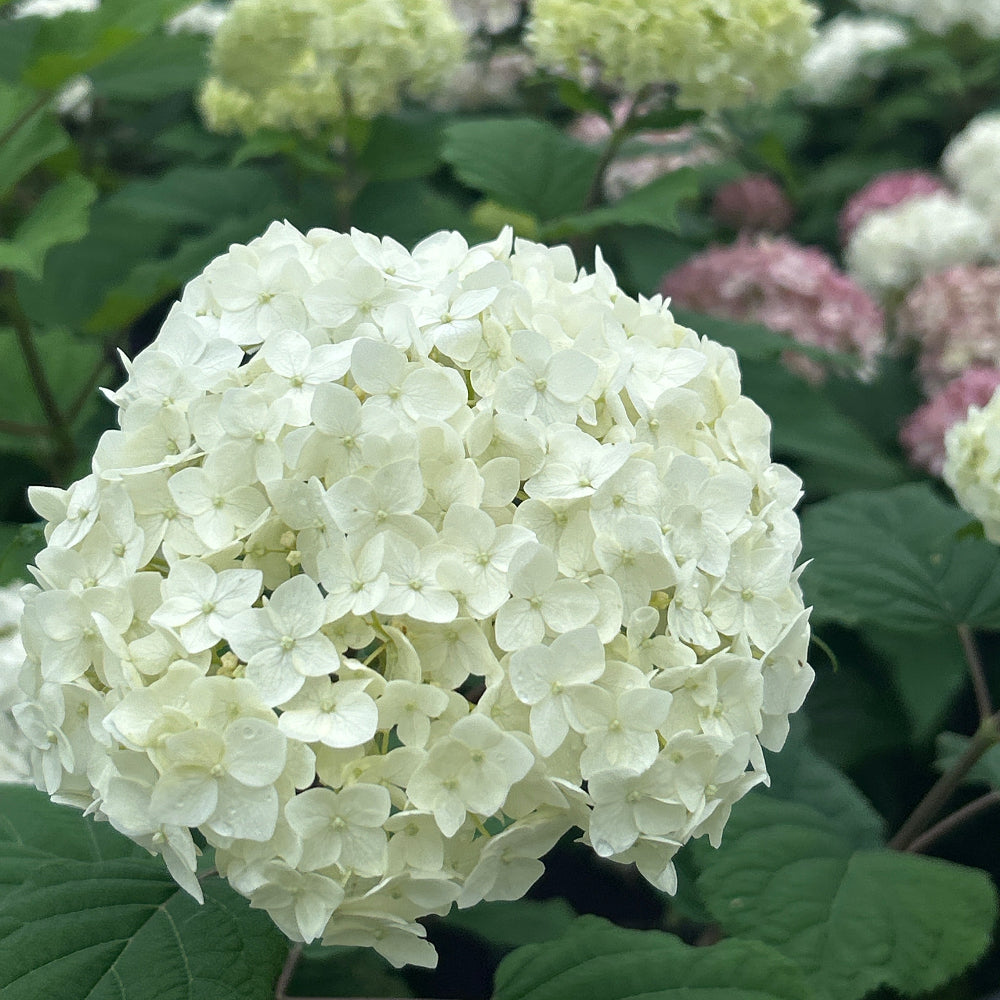FlowerFull Hydrangea with white flower clusters on sturdy stems