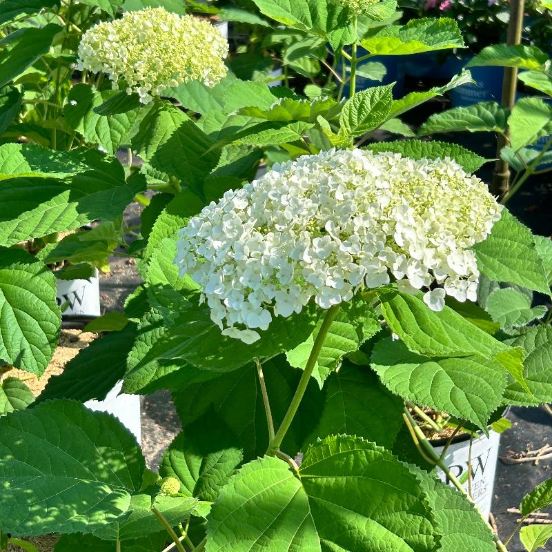 Incrediball Smooth Hydrangea with massive white flower clusters on sturdy stems