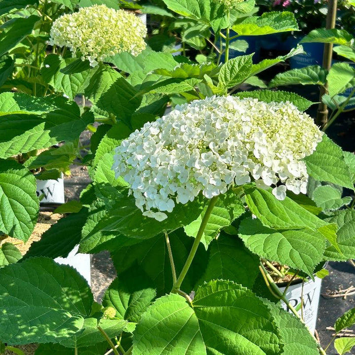 Incrediball Smooth Hydrangea with massive white flower clusters on sturdy stems