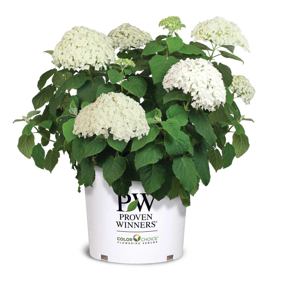 Incrediball Smooth Hydrangea with massive white flower clusters on sturdy stems