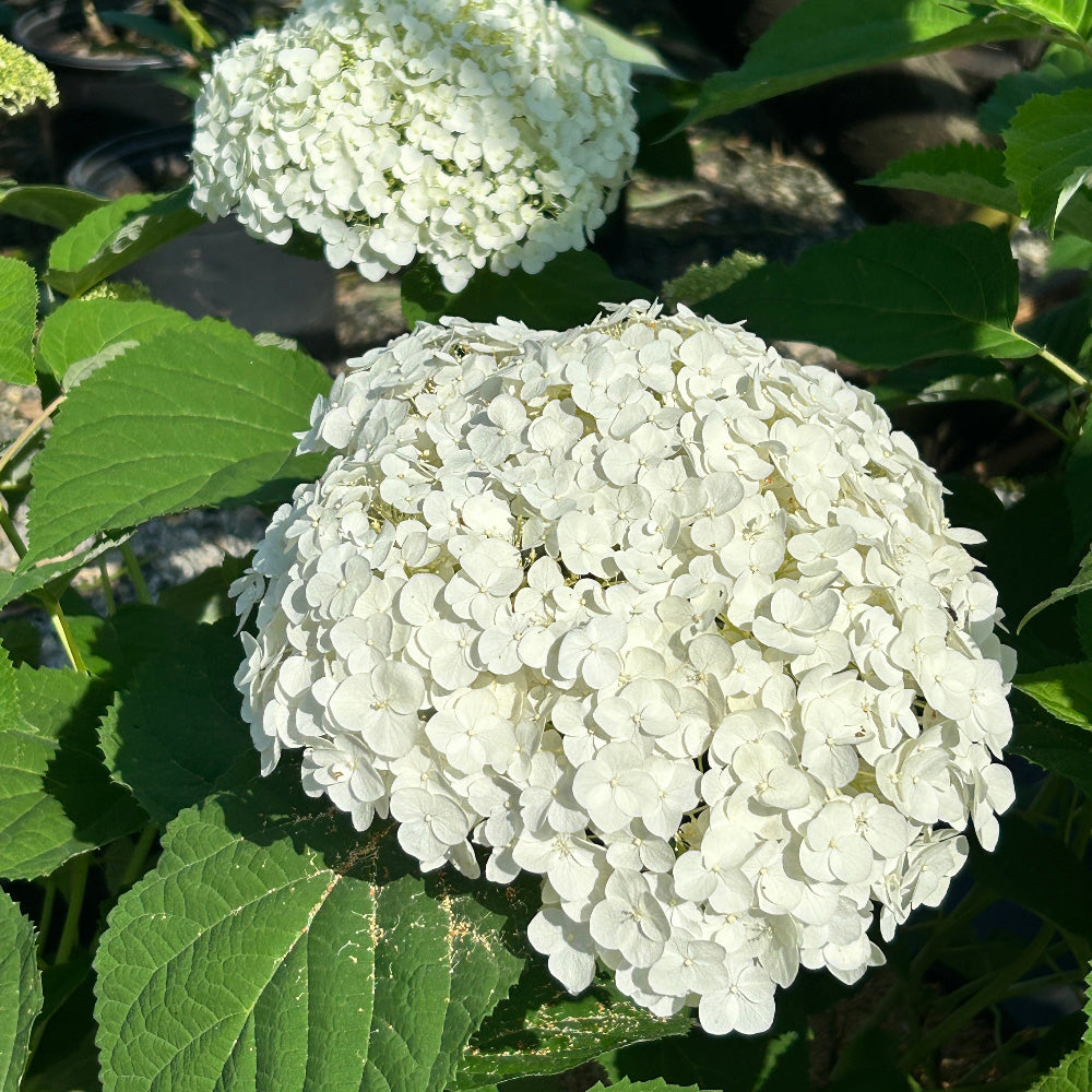 Incrediball Smooth Hydrangea with massive white flower clusters on sturdy stems