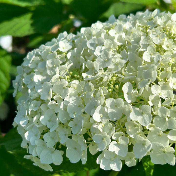 Incrediball Smooth Hydrangea with massive white flower clusters on sturdy stems