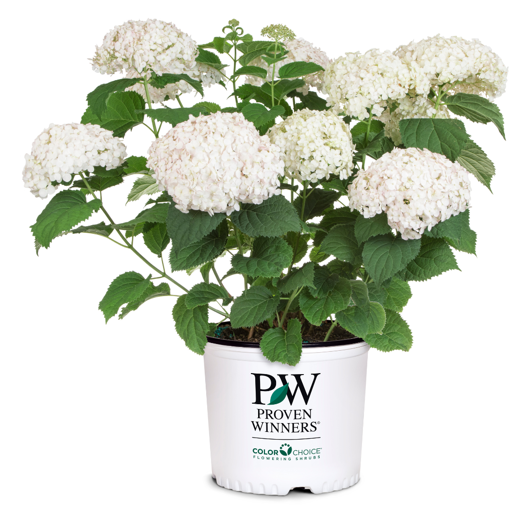 Invincibelle Wee White Hydrangea with compact white flower clusters