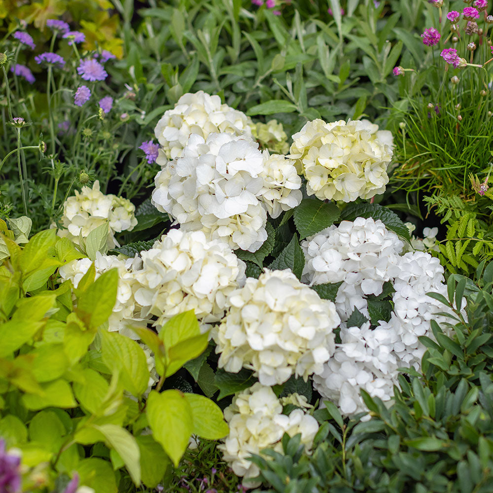 DreamCloud Hydrangea with pure white flower clusters in a shaded garden