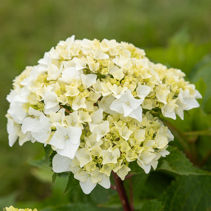 DreamCloud Hydrangea with pure white flower clusters in a shaded garden