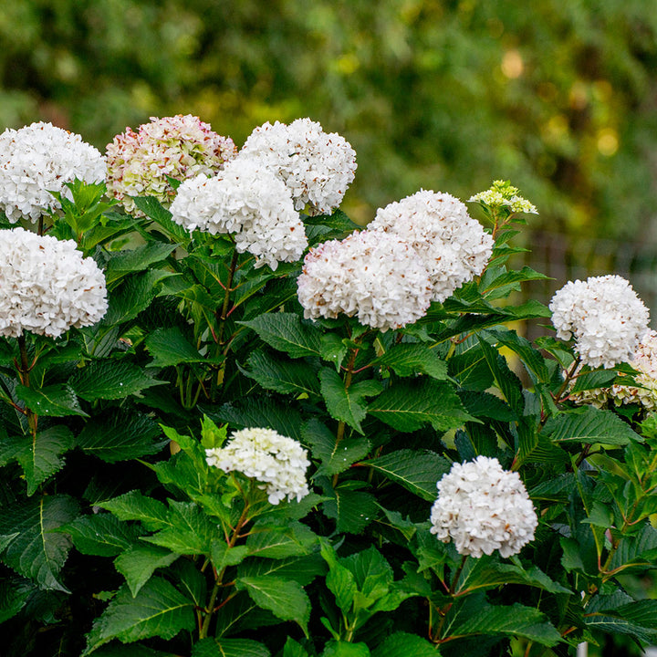DreamCloud Hydrangea with pure white flower clusters in a shaded garden