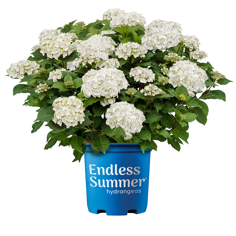 DreamCloud Hydrangea with pure white flower clusters in a shaded garden