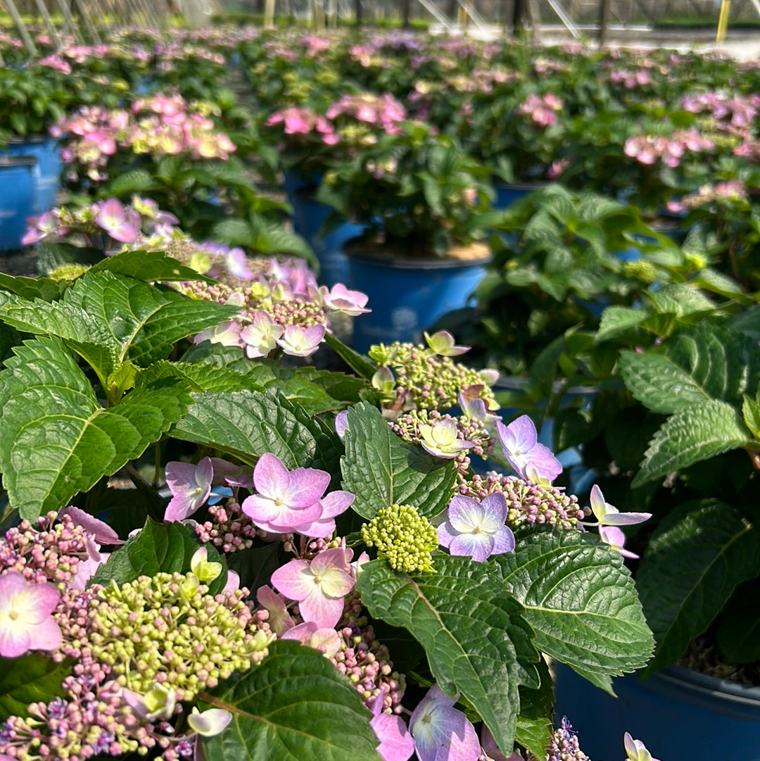 Pop Star Hydrangea with blue lacecap flowers and dark green foliage